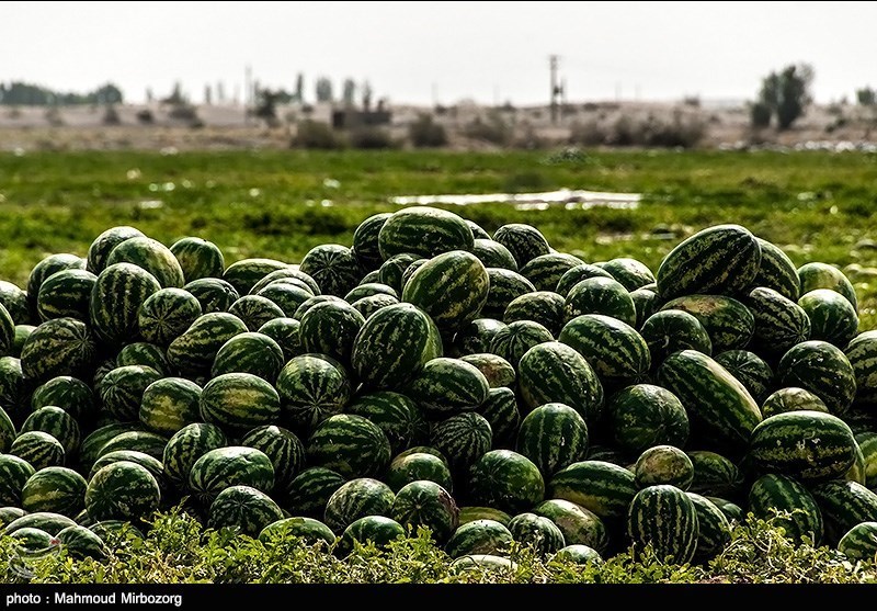 محدود شدن تولید و صادرات محصولات جالیزی